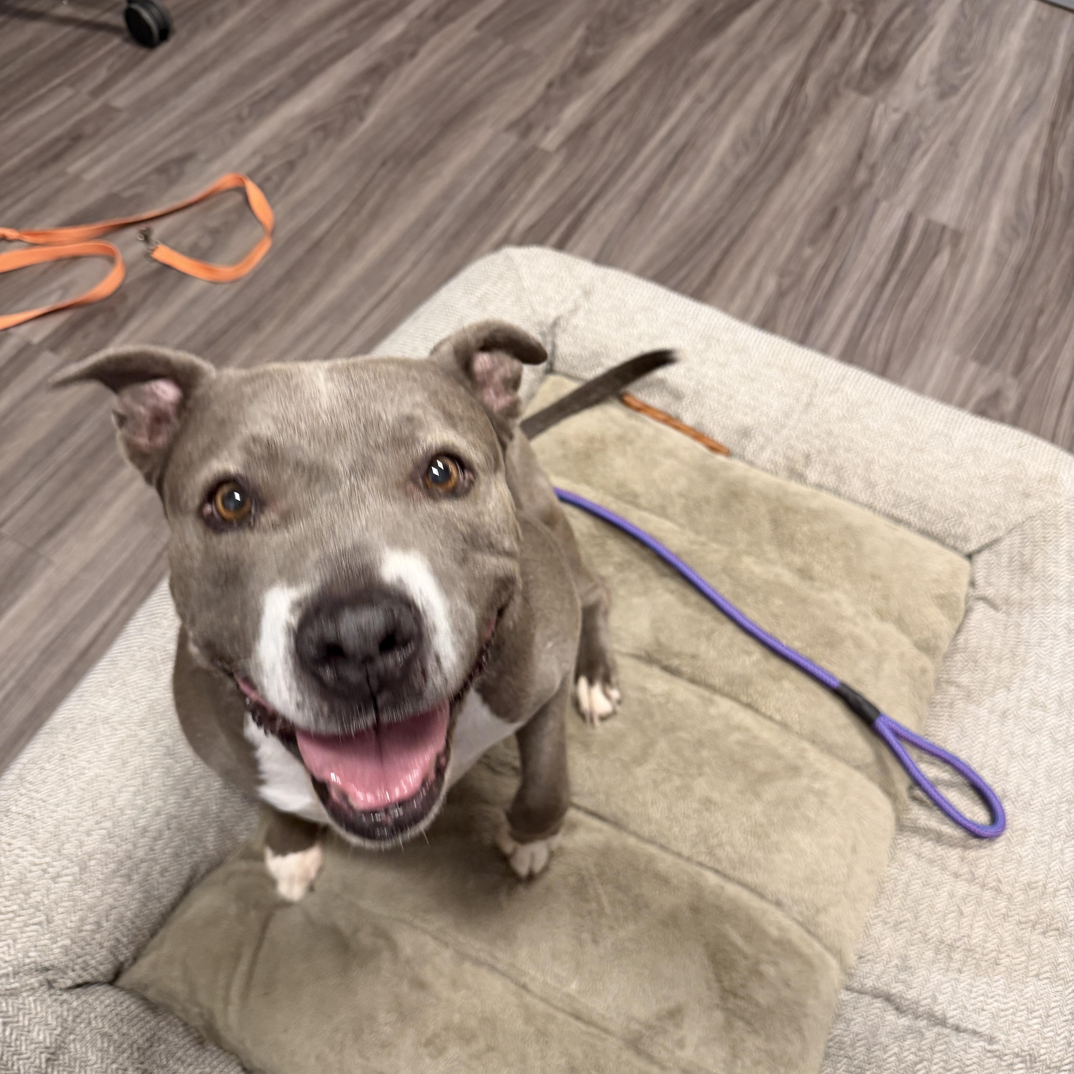 Darling, a ADOPTABLE mixed breed in Chandler, AZ image 3/3