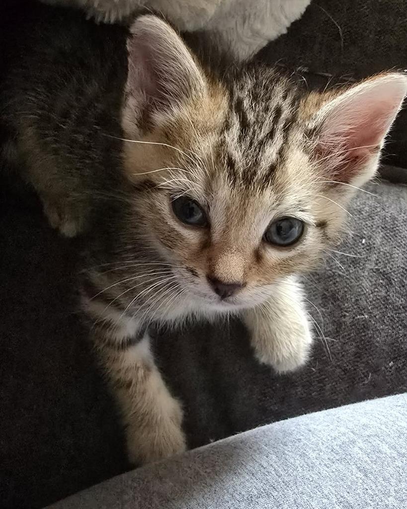 Carl, Adoptable, Kitten Male Domestic Short Hair.