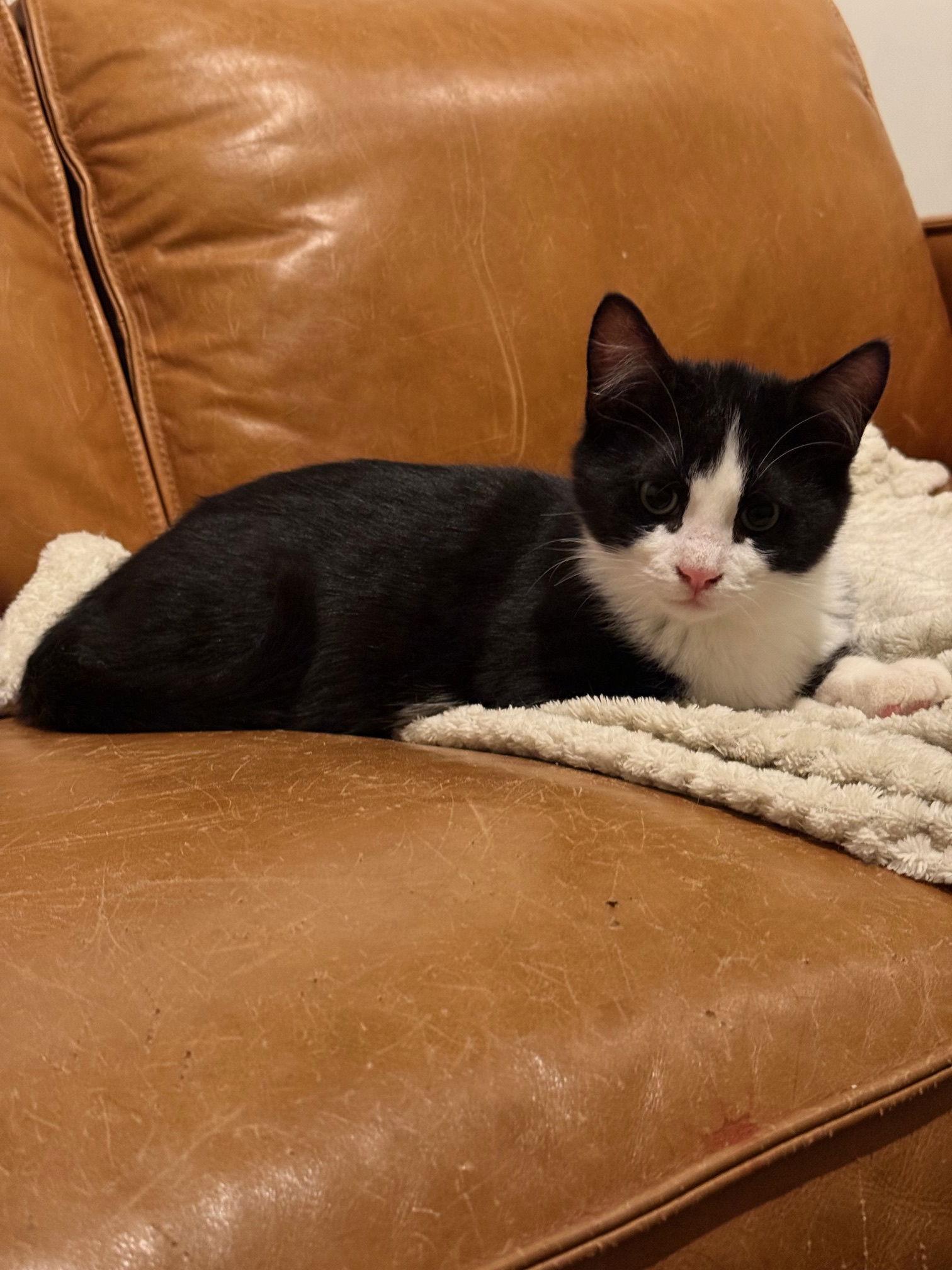 Popz, Adoptable, Young Male Domestic Short Hair.