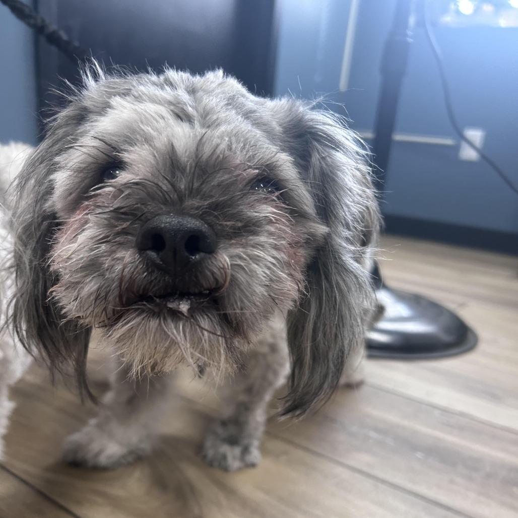 Louie, Adoptable, Young Male Shih Tzu & Poodle.