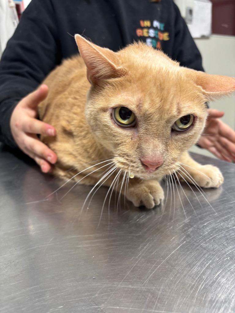 Jackfruit, Adoptable, Senior Male Domestic Short Hair.