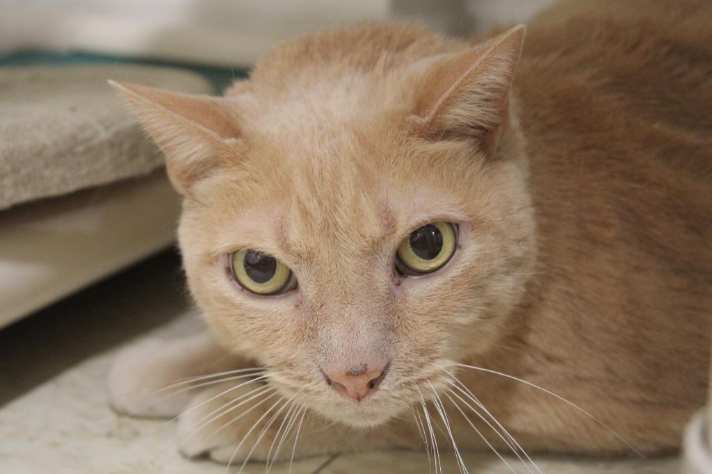 Jackfruit, Adoptable, Senior Male Domestic Short Hair.