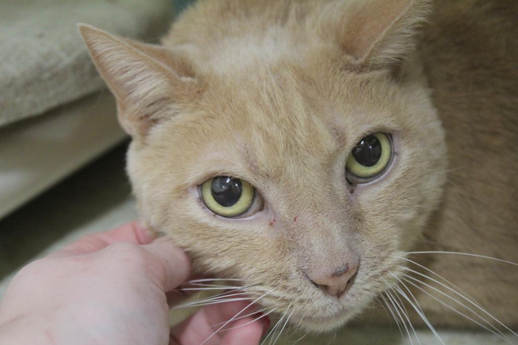 Jackfruit, Adoptable, Senior Male Domestic Short Hair.