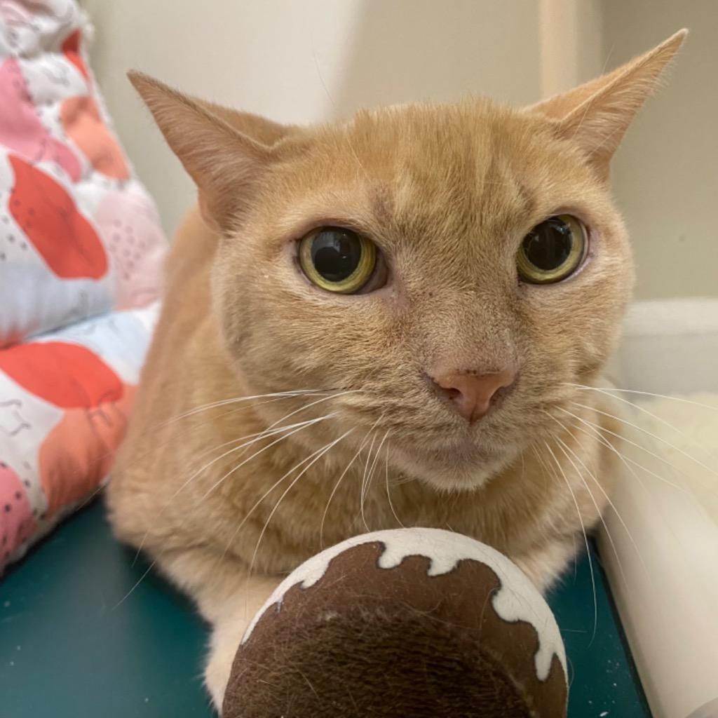 Enlarge Jackfruit, a Adoptable mixed breed in Fall River, MA image 2/6
