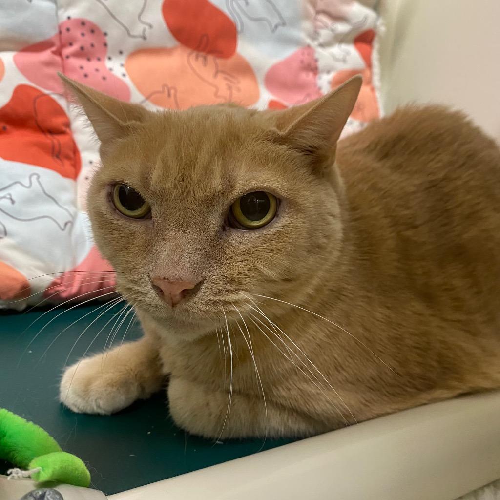 Enlarge Jackfruit, a Adoptable mixed breed in Fall River, MA image 3/6