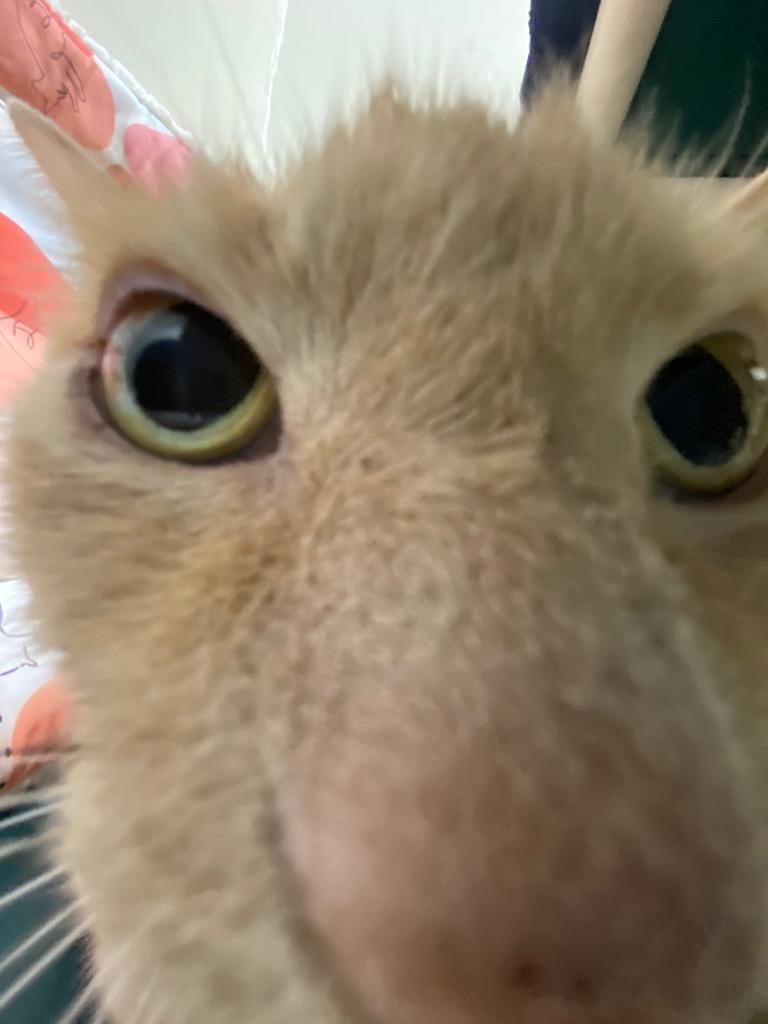 Enlarge Jackfruit, a Adoptable mixed breed in Fall River, MA image 5/6