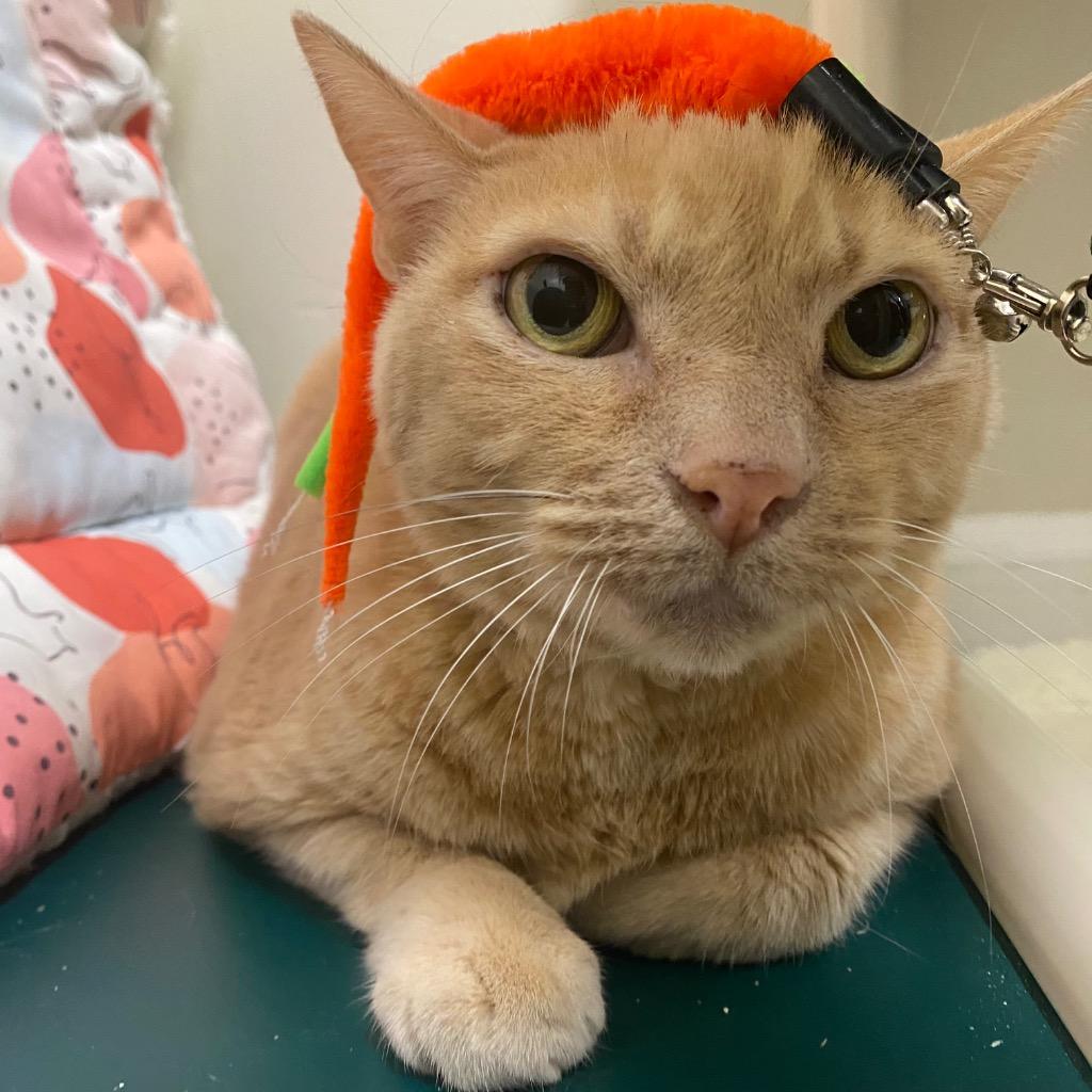 Enlarge Jackfruit, a Adoptable mixed breed in Fall River, MA image 6/6