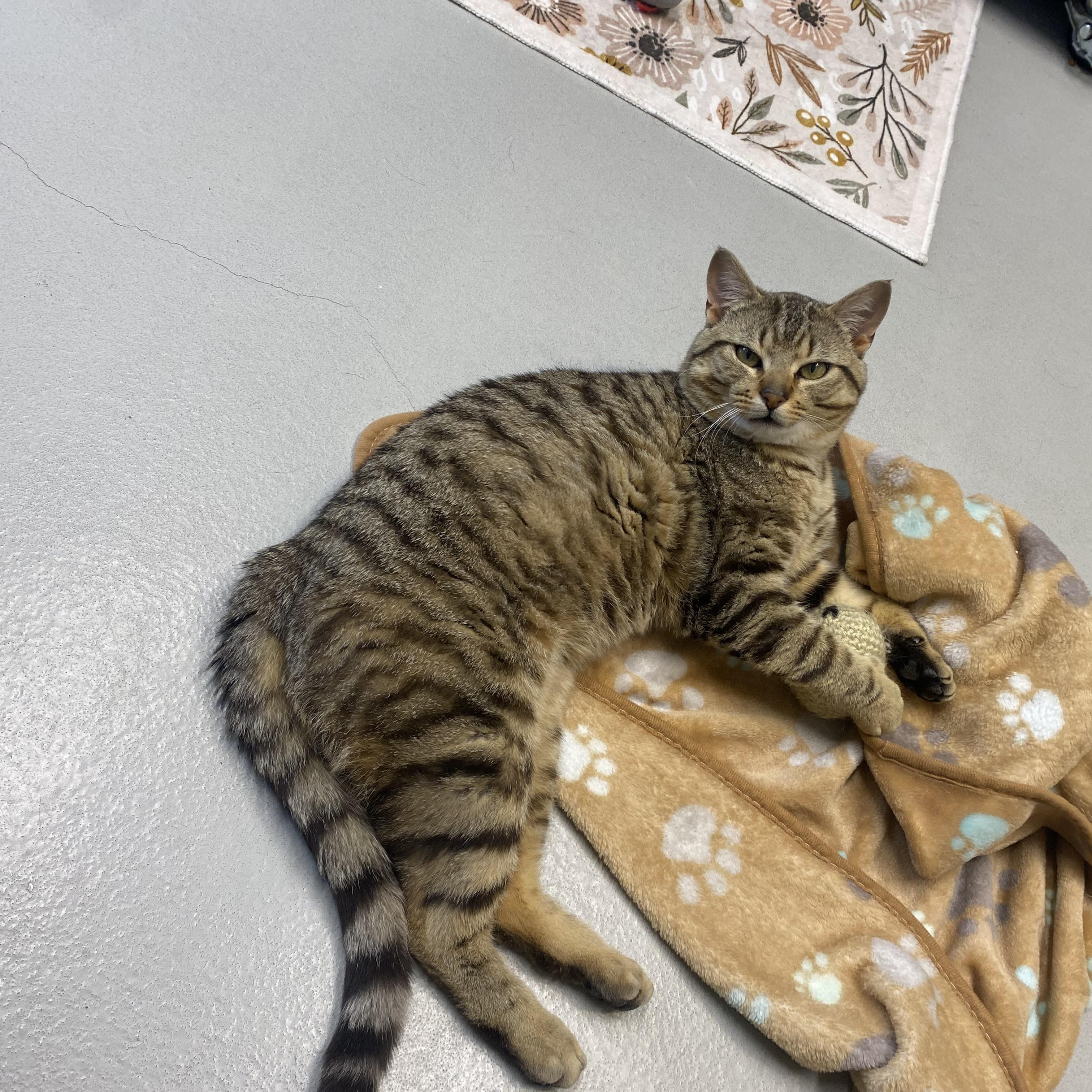 Enlarge Todd, a Adoptable Domestic Short Hair in Caledon, ON image 3/3