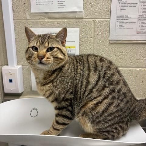 Enlarge Todd, a Adoptable Domestic Short Hair in Caledon, ON image 2/3