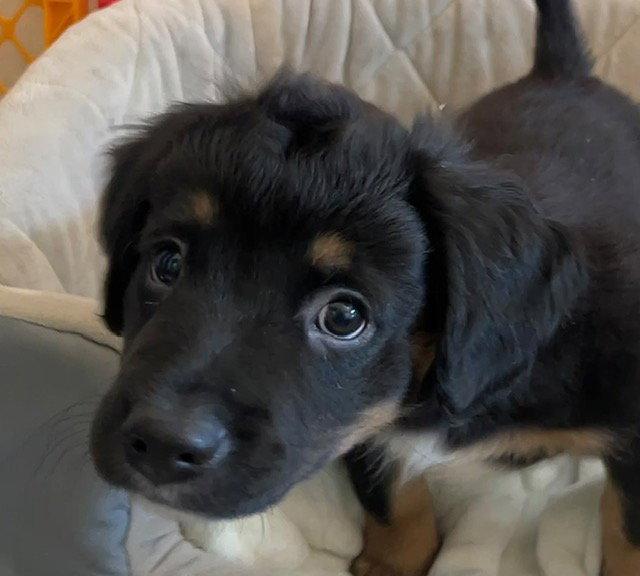 Enlarge LIMONCELLO, a Adoptable Spaniel in Agoura Hills, CA image 1/2