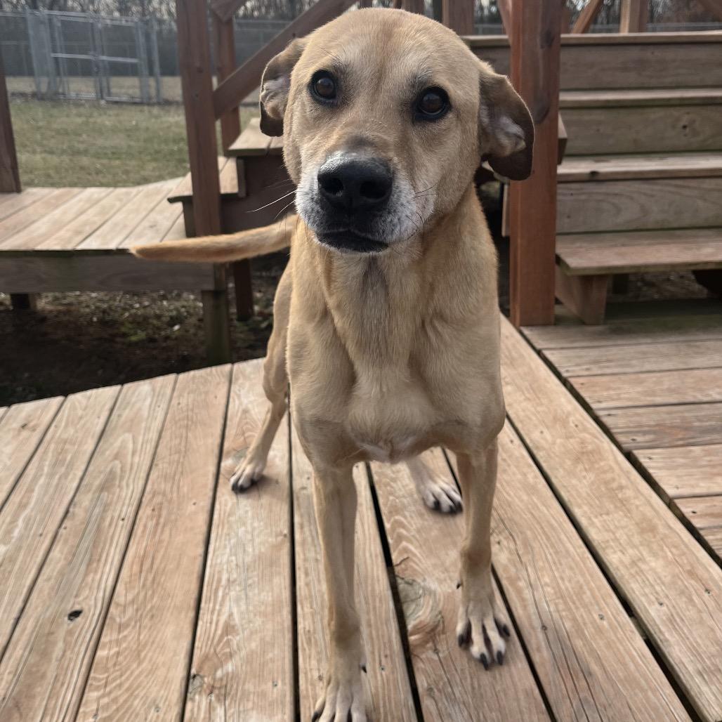 Enlarge Zeus, a ADOPTABLE mixed breed in Kansas City, KS image 4/5