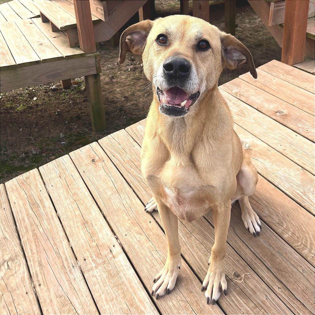 Zeus, ADOPTABLE, Adult Male Labrador Retriever & Mixed Breed.