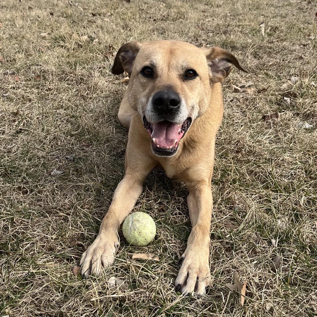 Enlarge Zeus, a ADOPTABLE mixed breed in Kansas City, KS image 1/5
