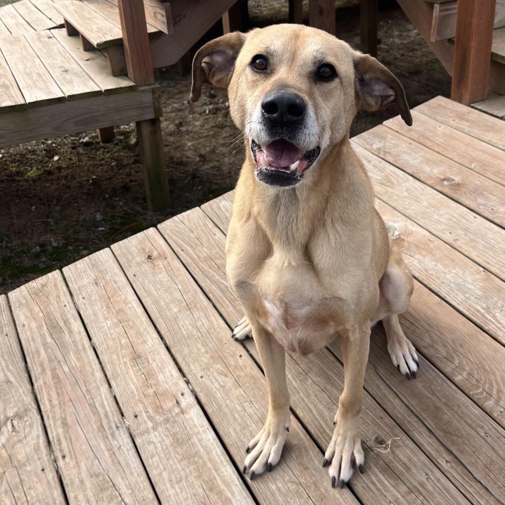 Enlarge Zeus, a ADOPTABLE mixed breed in Kansas City, KS image 2/5