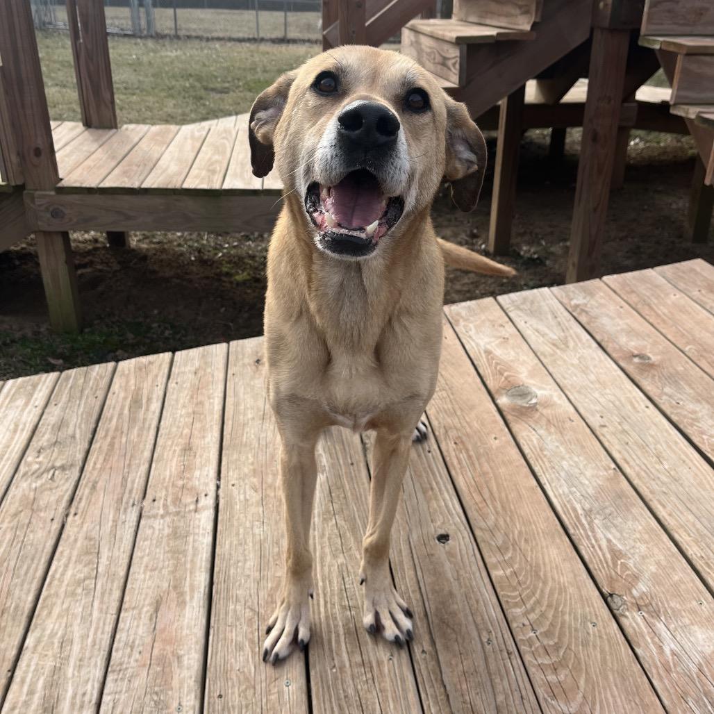 Enlarge Zeus, a ADOPTABLE mixed breed in Kansas City, KS image 3/3