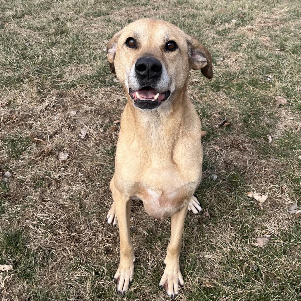 Enlarge Zeus, a ADOPTABLE mixed breed in Kansas City, KS image 5/5