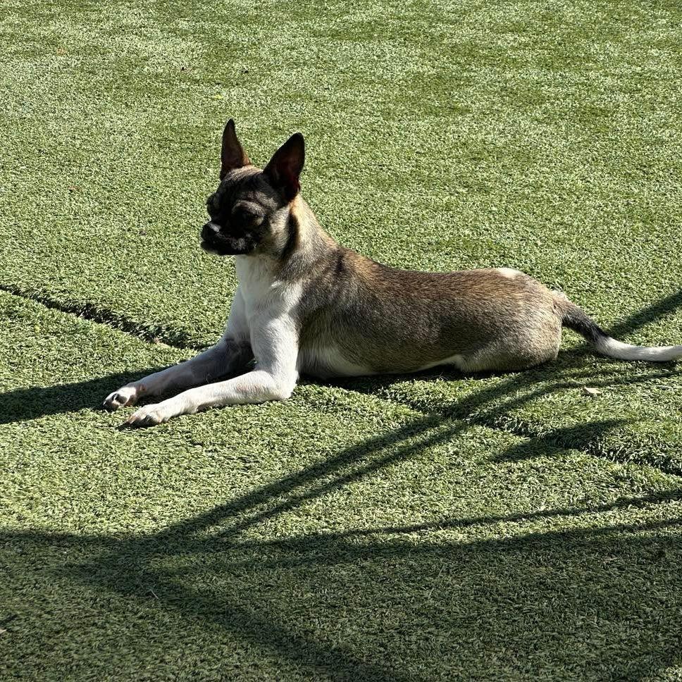 Jyn Erso, Adoptable, Young Female Pug & Chihuahua.