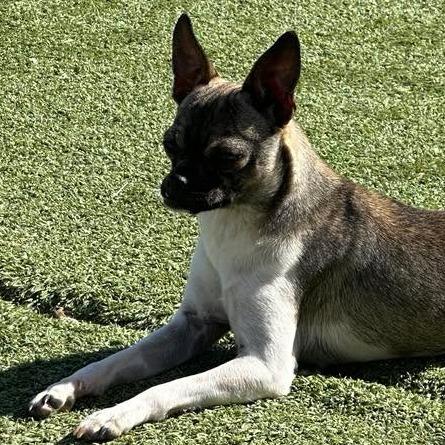 Enlarge Jyn Erso, a Adoptable mixed breed in Loves Park, IL image 2/4