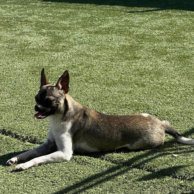 Enlarge Jyn Erso, a Adoptable mixed breed in Loves Park, IL image 3/4