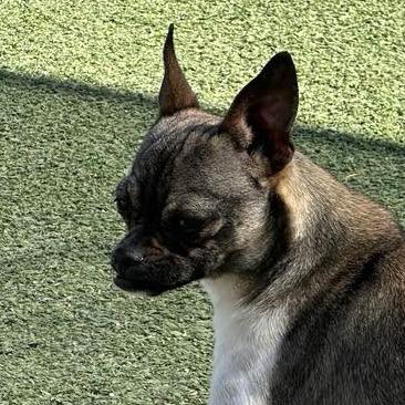 Enlarge Jyn Erso, a Adoptable mixed breed in Loves Park, IL image 4/4