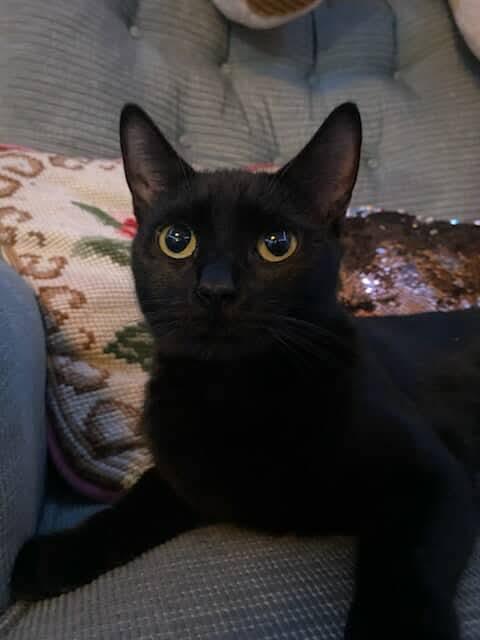 Sambuca, Adoptable, Young Female Domestic Short Hair.