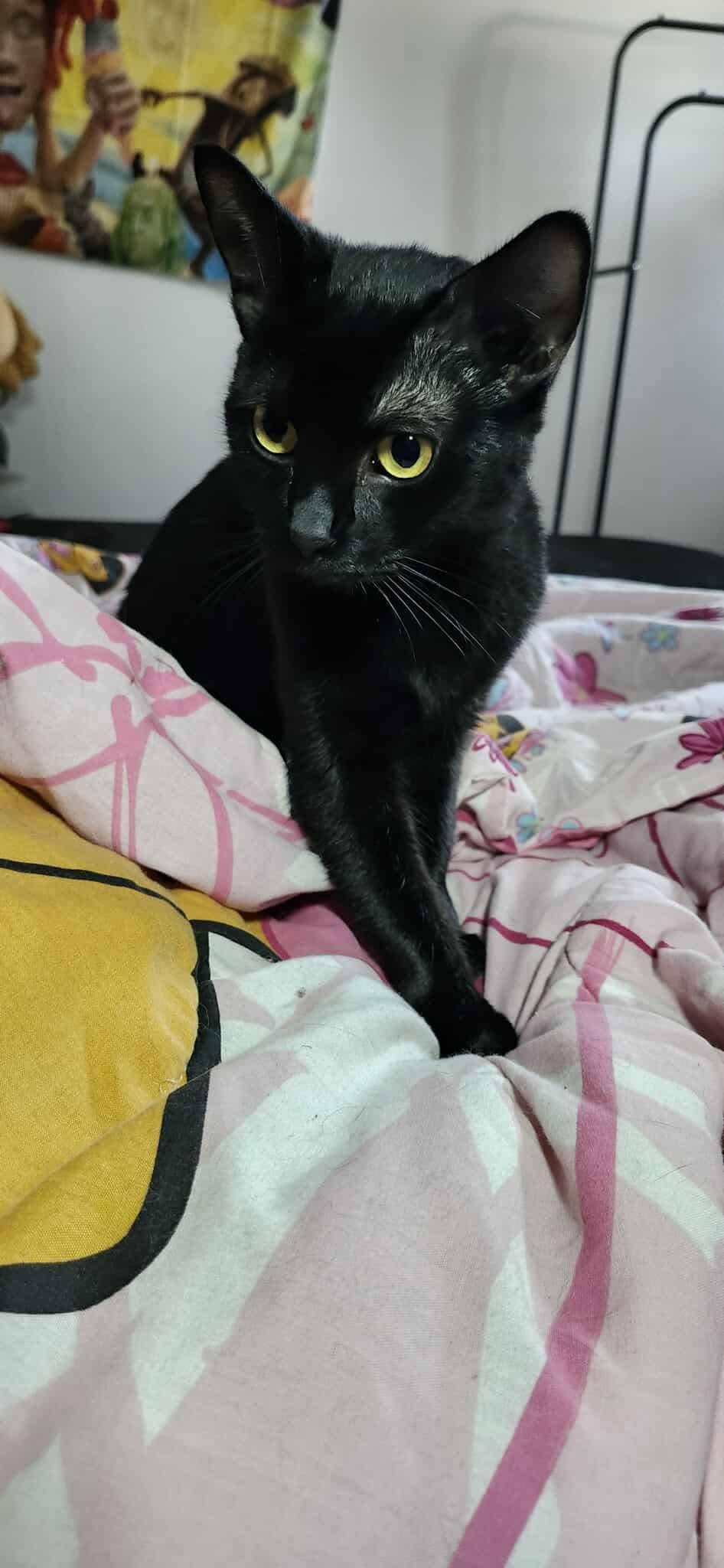 Sambuca, a Adoptable Domestic Short Hair in Winnipeg, MB image 2/5