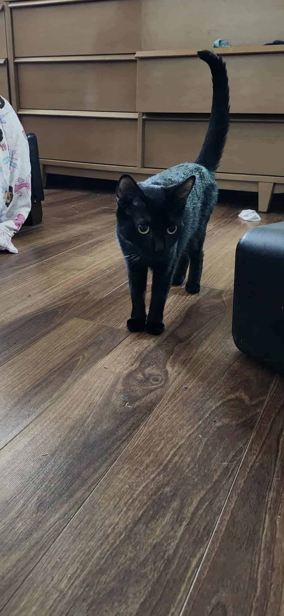 Sambuca, a Adoptable Domestic Short Hair in Winnipeg, MB image 3/5