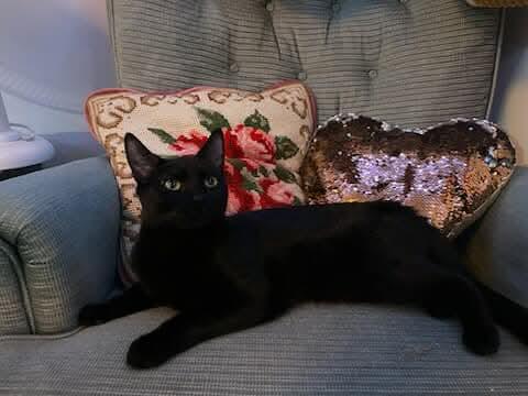 Sambuca, a Adoptable Domestic Short Hair in Winnipeg, MB image 4/5