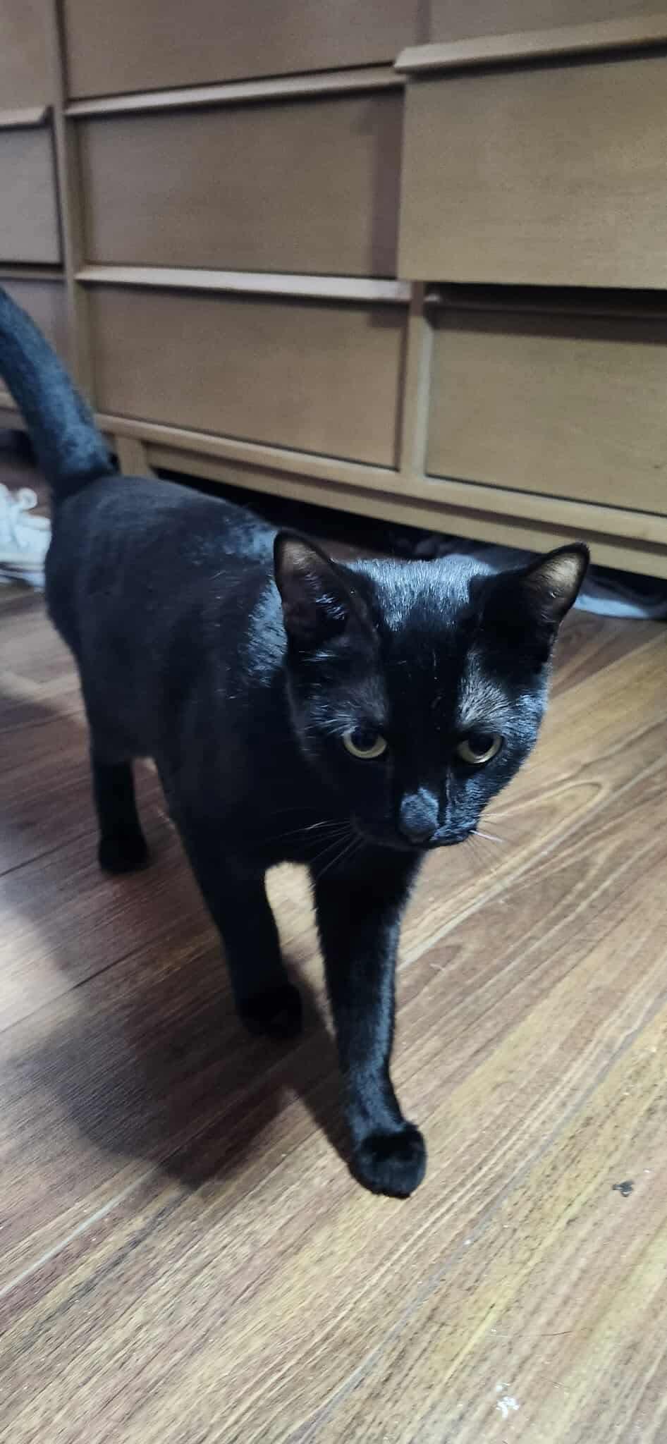 Sambuca, a Adoptable Domestic Short Hair in Winnipeg, MB image 5/5