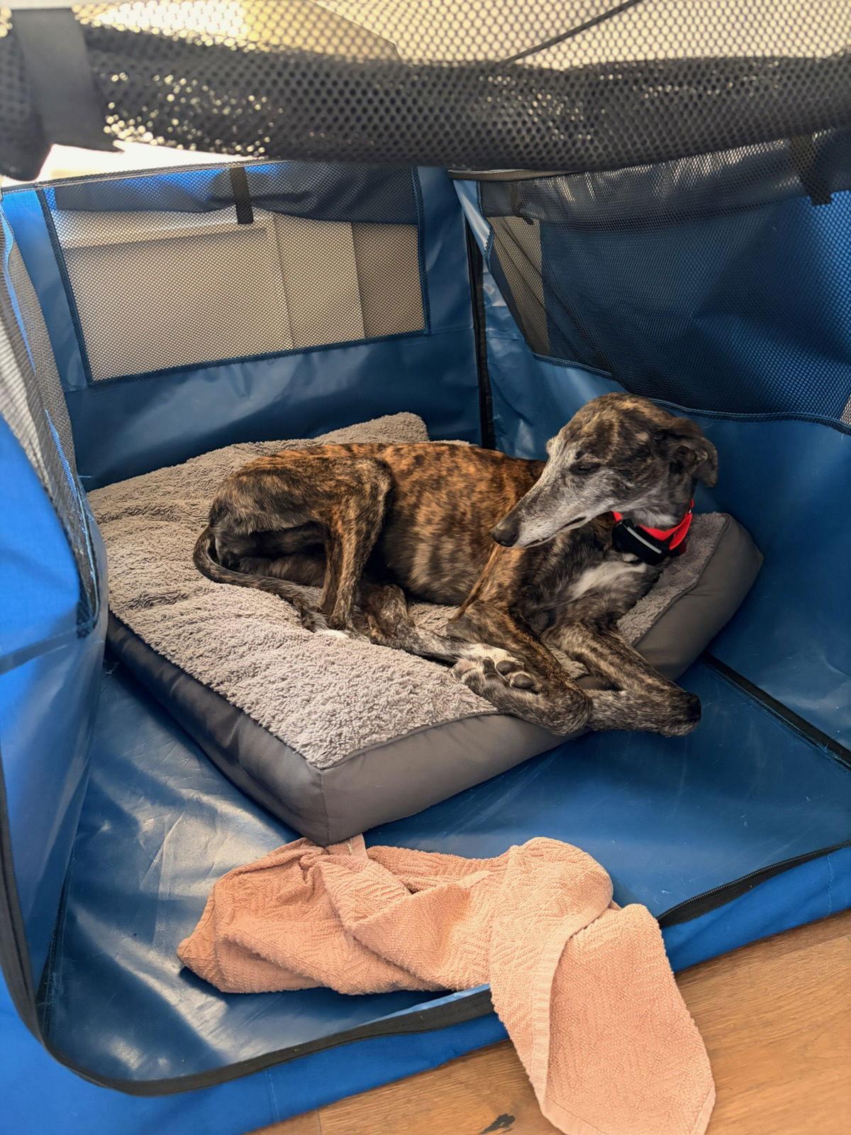 Lydia, Adoptable, Adult Female Greyhound & Saluki.