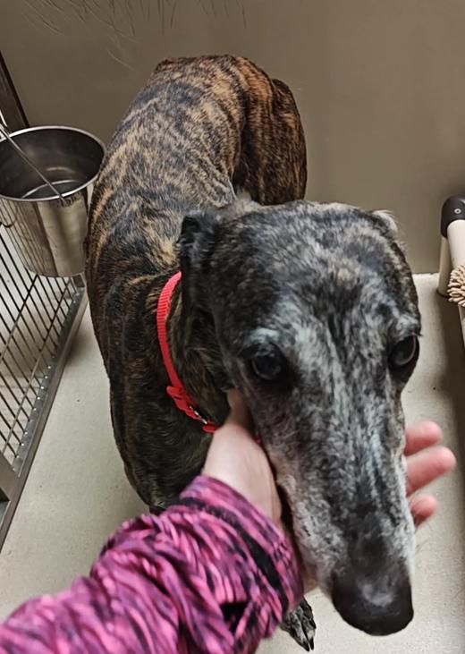 Enlarge Lydia, a Adoptable mixed breed in Kansas City, MO image 3/3