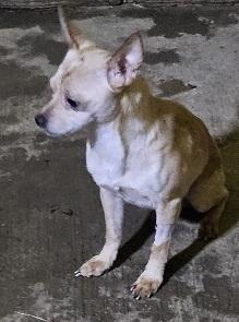 Oscar, Adoptable, Young Male Chihuahua.