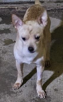 Oscar, a Adoptable Chihuahua in Gretna, FL image 3/3