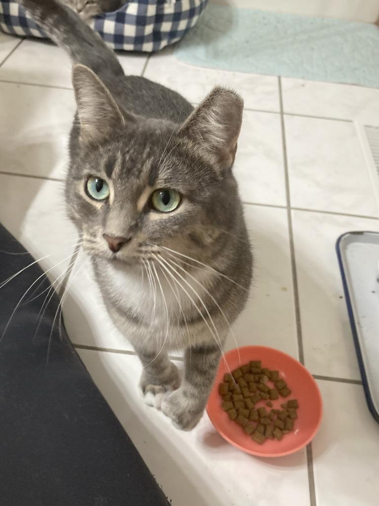 Enlarge Georgina, a Adoptable mixed breed in St. Cloud, MN image 1/4