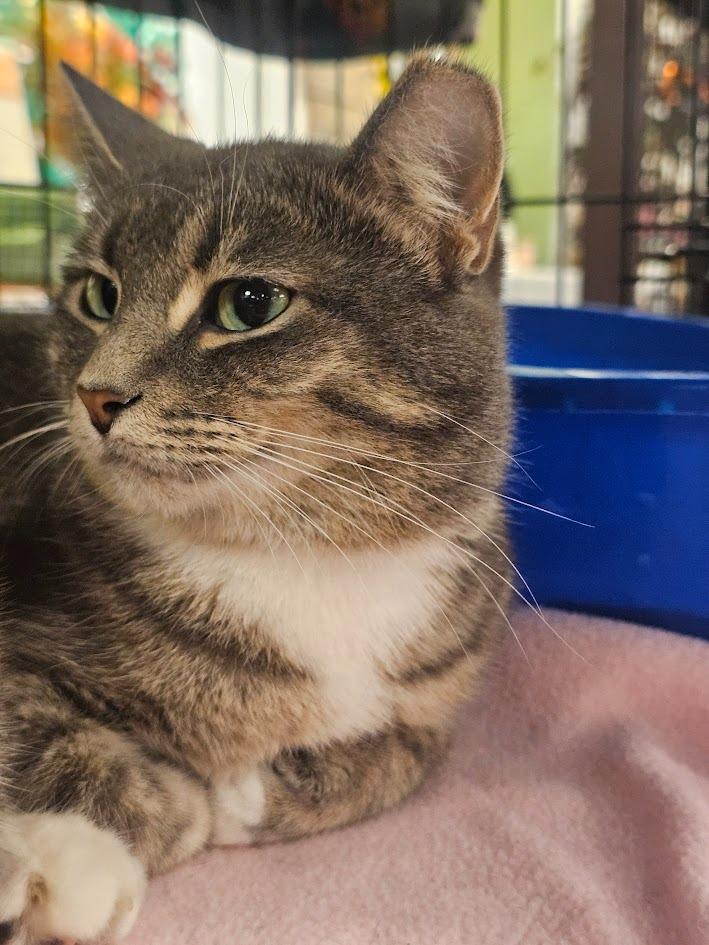 Enlarge Georgina, a Adoptable mixed breed in St. Cloud, MN image 2/4