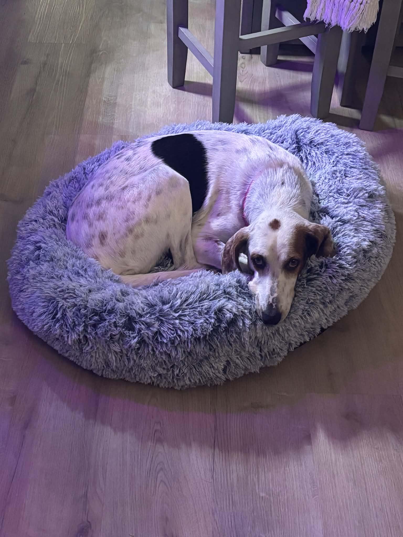Enlarge Connie, a Adoptable Treeing Walker Coonhound in Winter haven, FL image 1/3