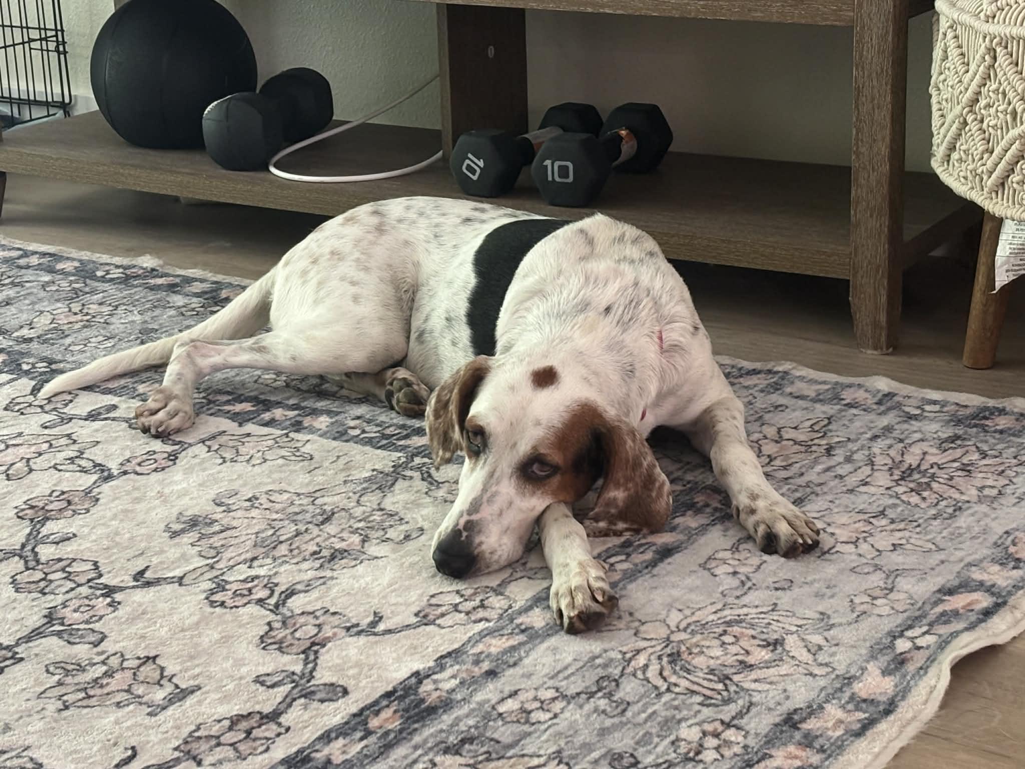 Enlarge Connie, a Adoptable Treeing Walker Coonhound in Winter haven, FL image 2/3