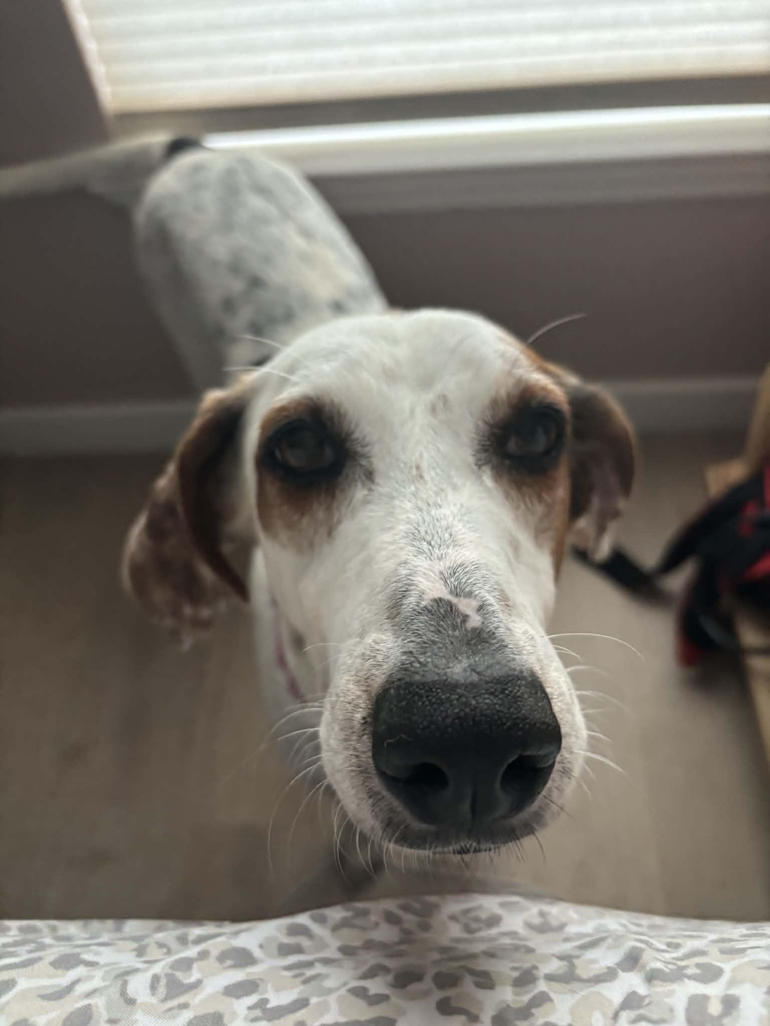 Enlarge Connie, a Adoptable Treeing Walker Coonhound in Winter haven, FL image 3/3