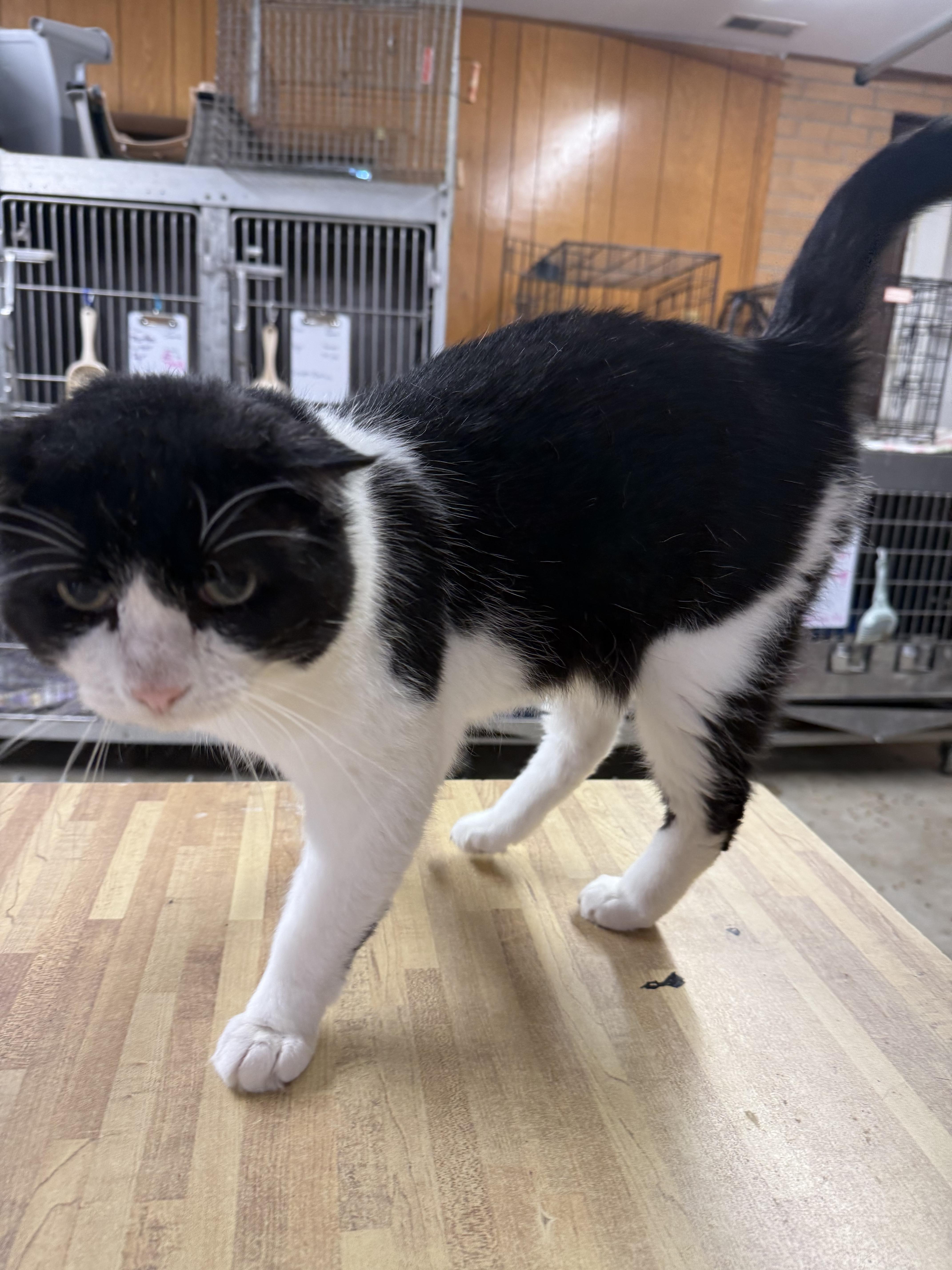Biggie, ADOPTABLE, Adult Male Domestic Short Hair.