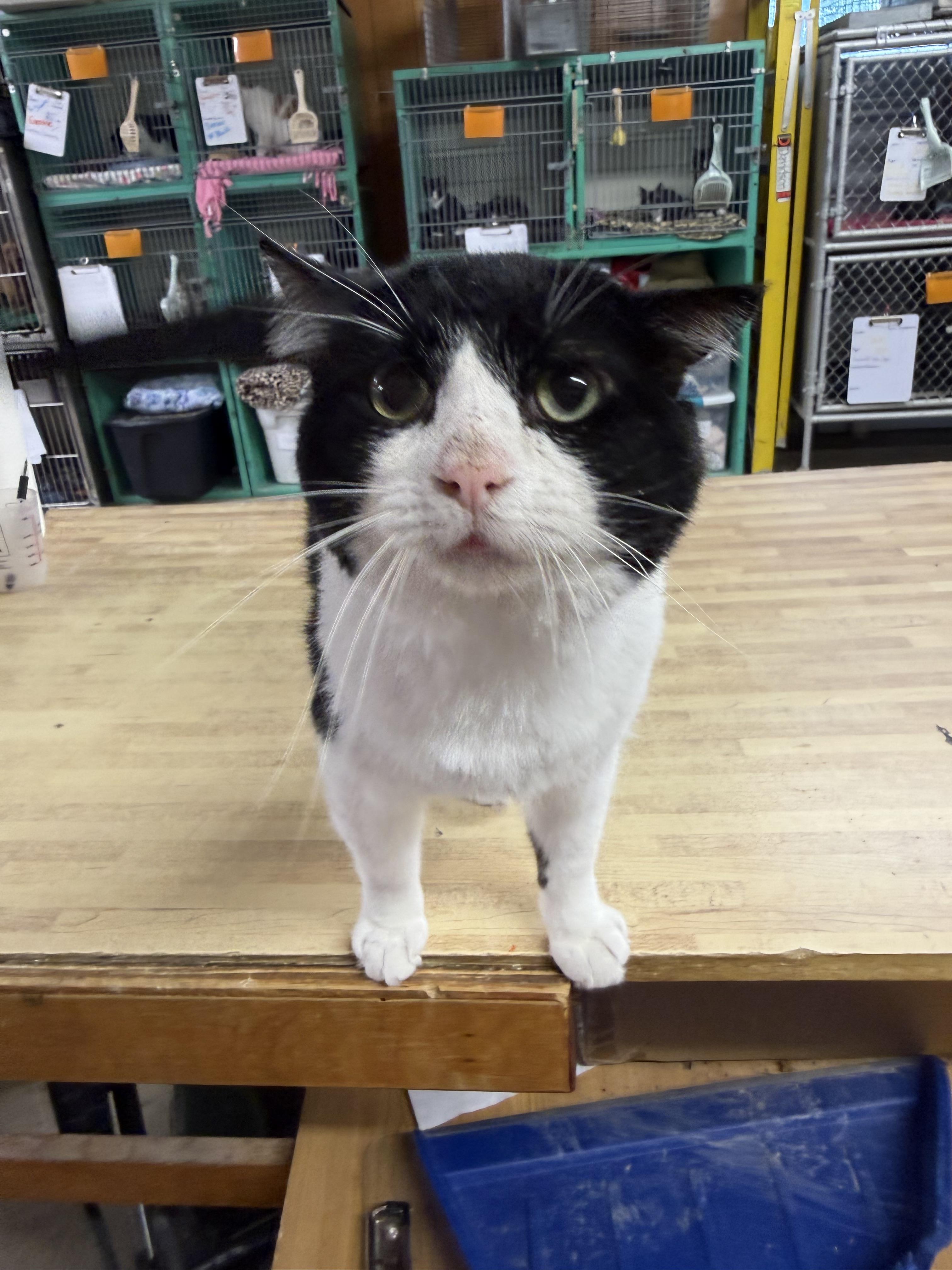 Enlarge Biggie, a ADOPTABLE Domestic Short Hair in Fort Madison, IA image 2/2