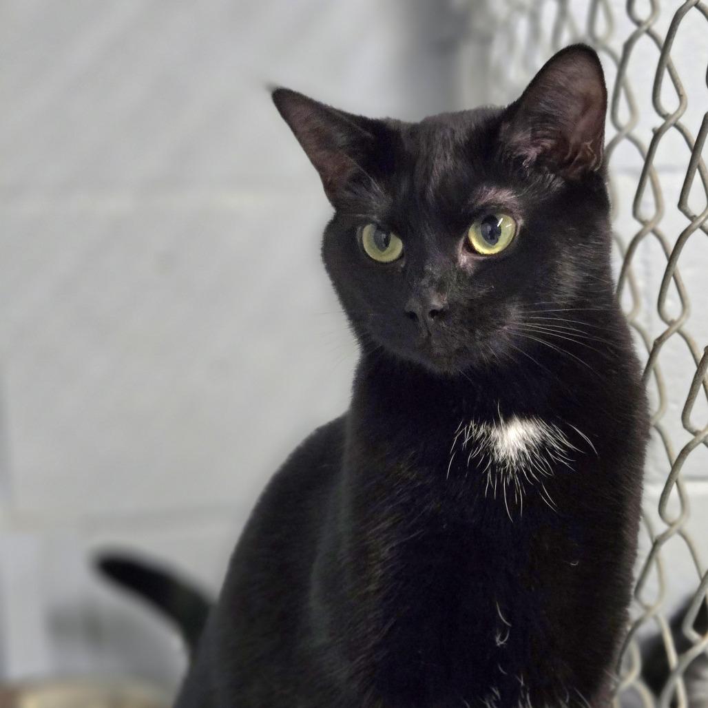 Janet, Adoptable, Adult Female Domestic Short Hair.