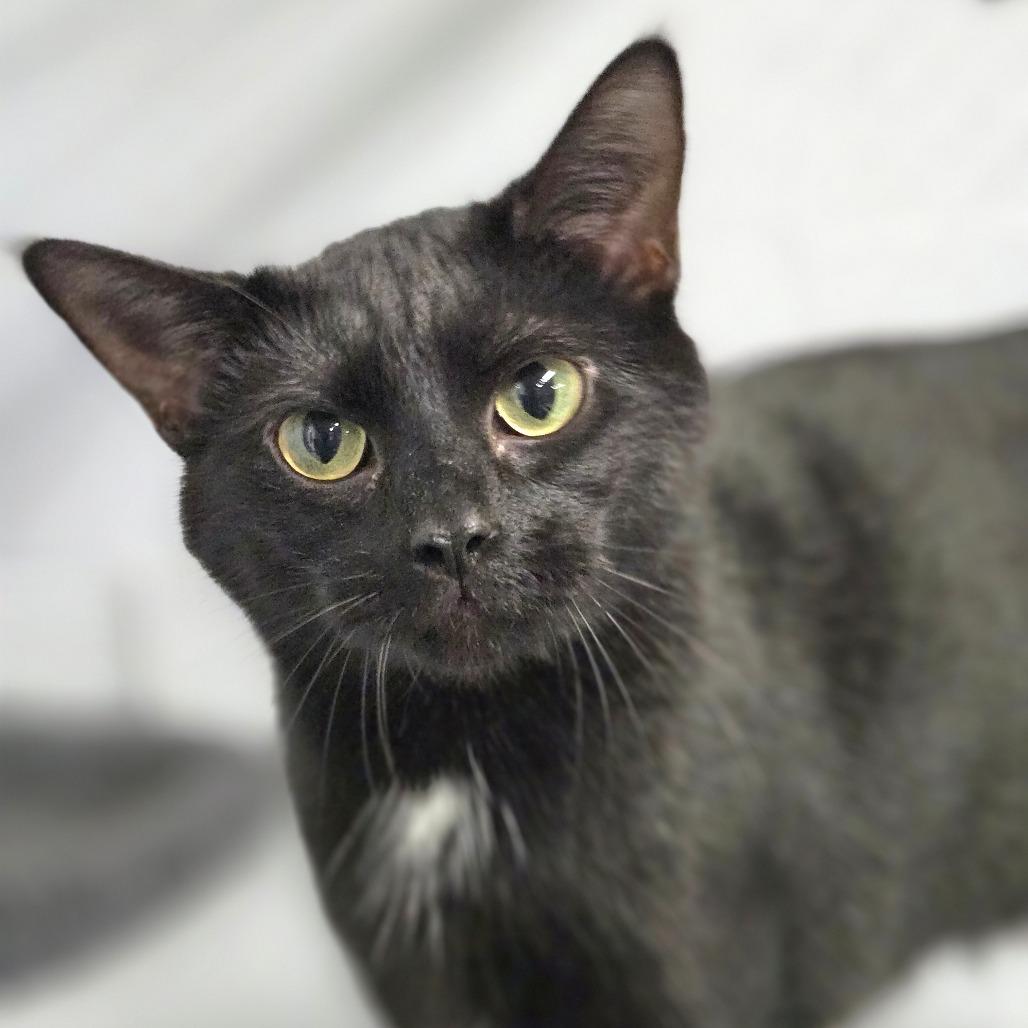 Enlarge Janet, a Adoptable Domestic Short Hair in Lexington, SC image 2/4