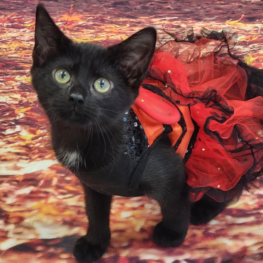 Enlarge Janet, a Adoptable Domestic Short Hair in Lexington, SC image 3/4