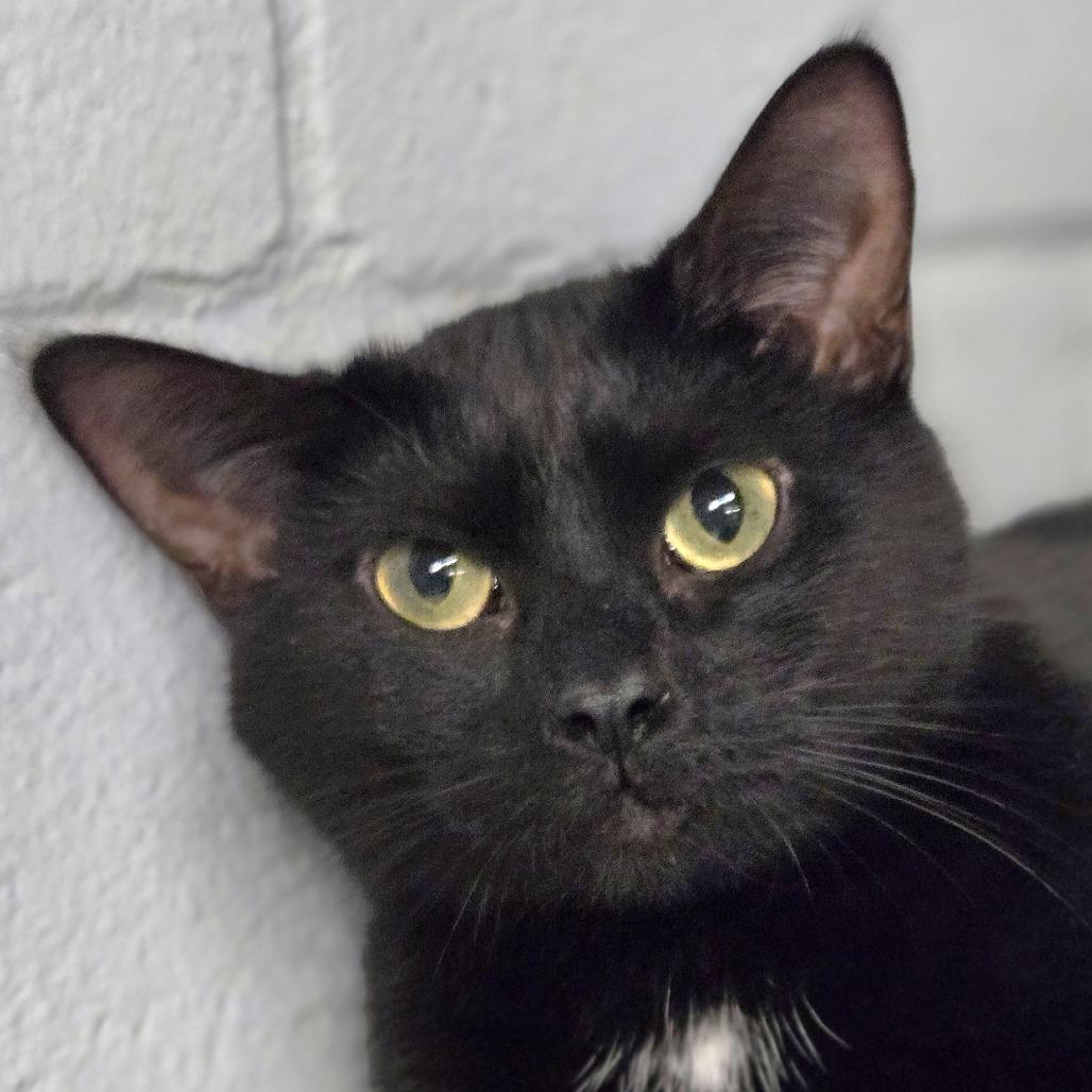 Enlarge Janet, a Adoptable Domestic Short Hair in Lexington, SC image 4/4