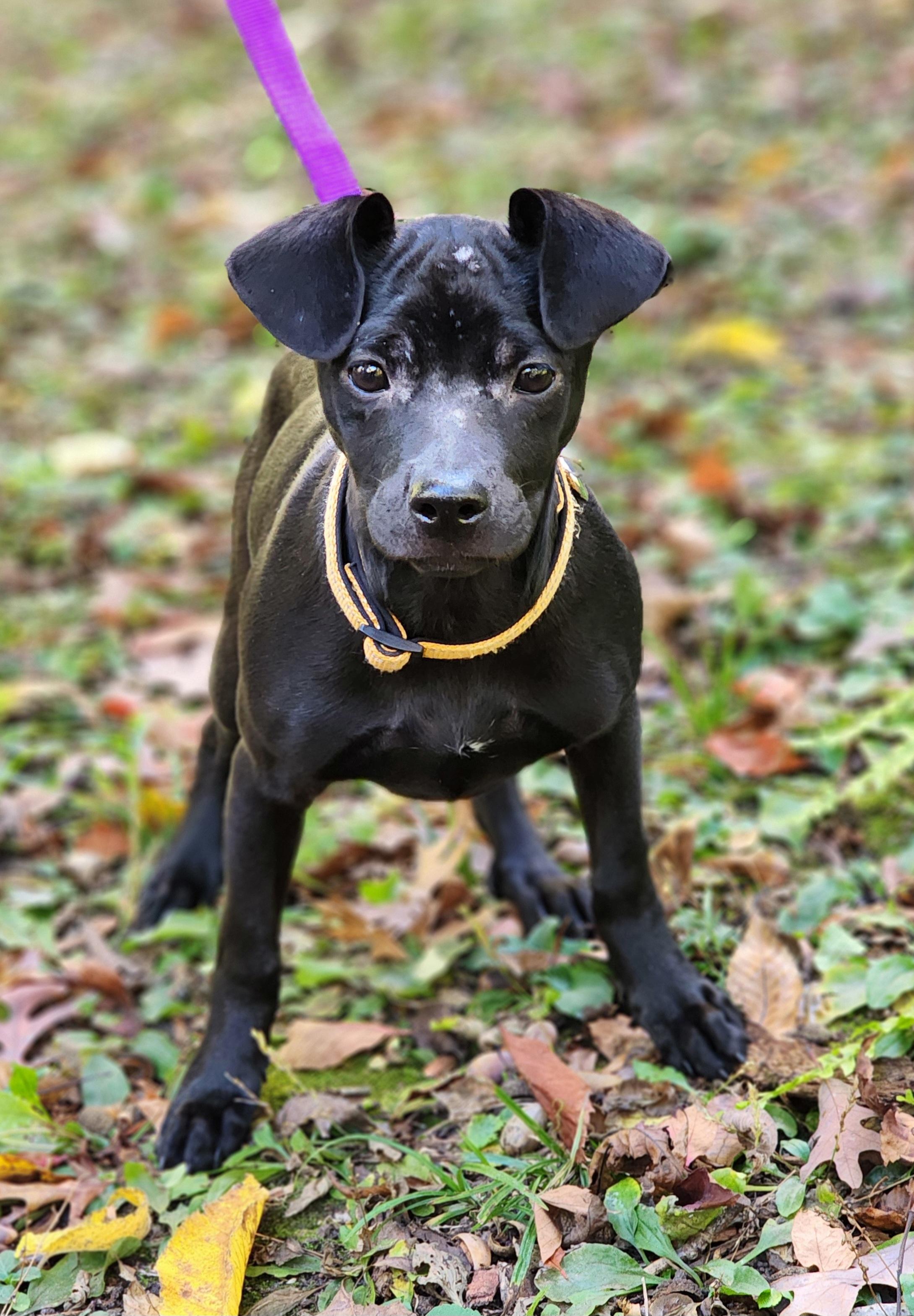Willa, a Adoptable mixed breed in Lisbon, IA image 2/6