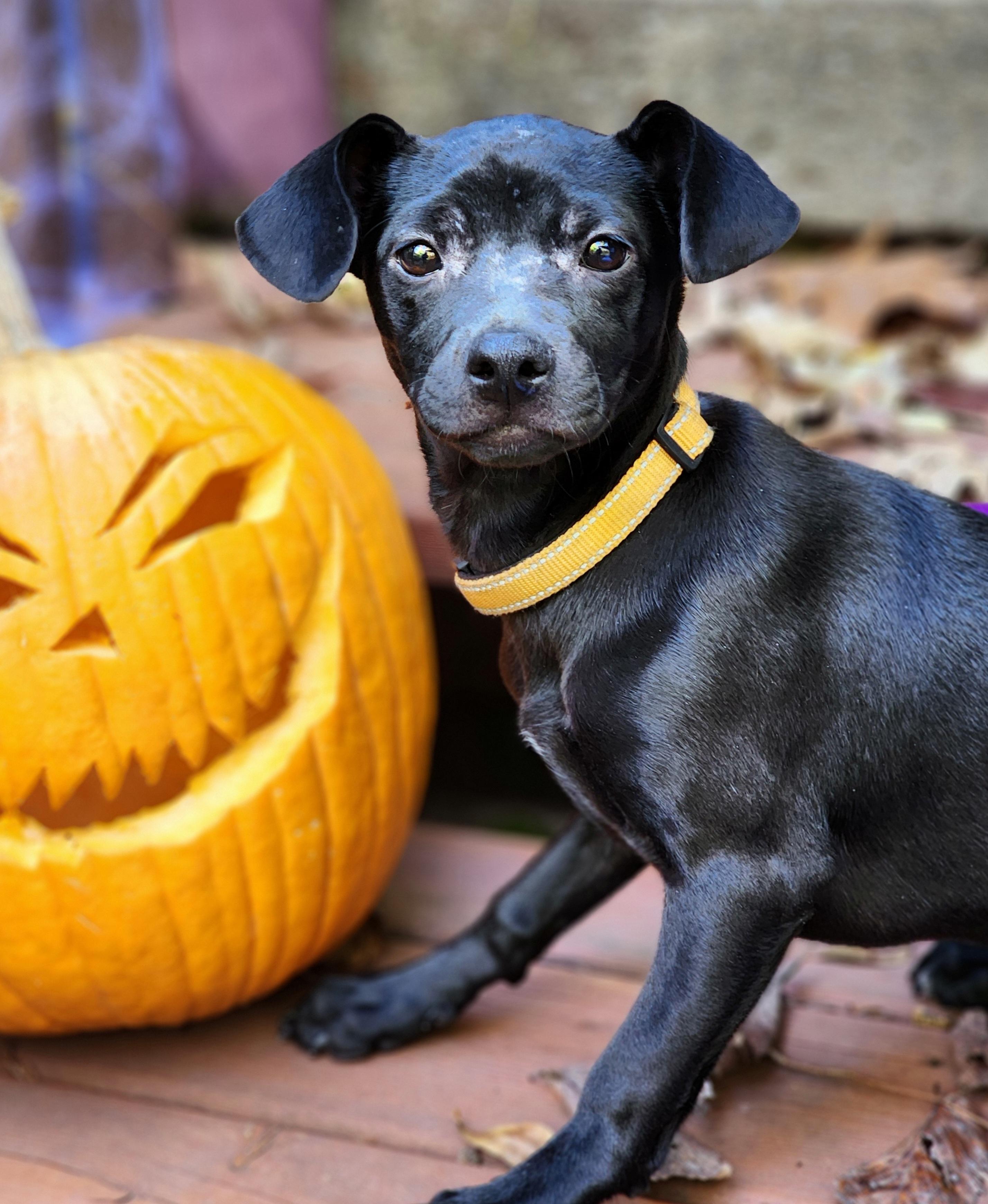 Willa, a Adoptable mixed breed in Lisbon, IA image 3/6