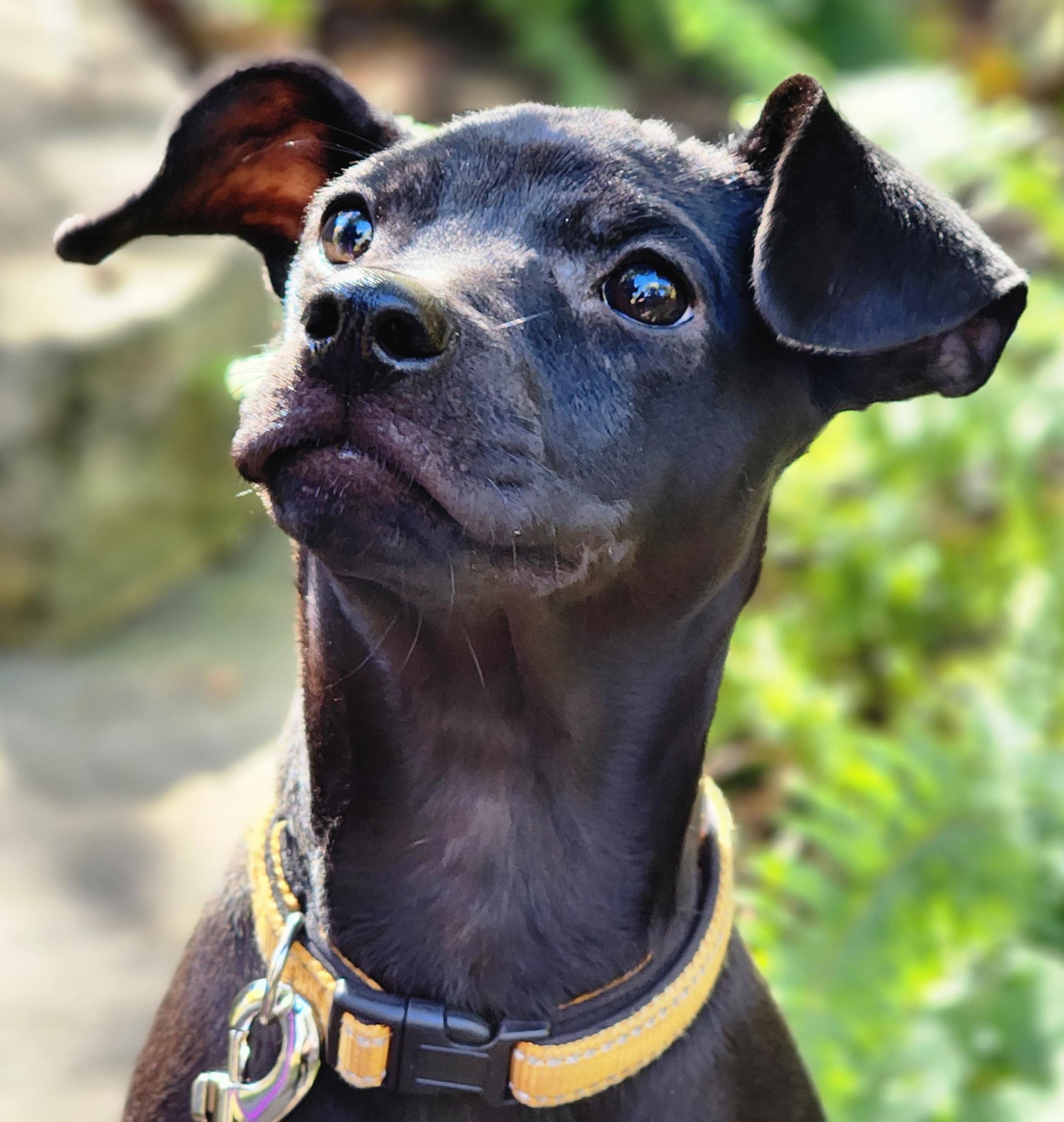 Willa, a Adoptable mixed breed in Lisbon, IA image 4/6