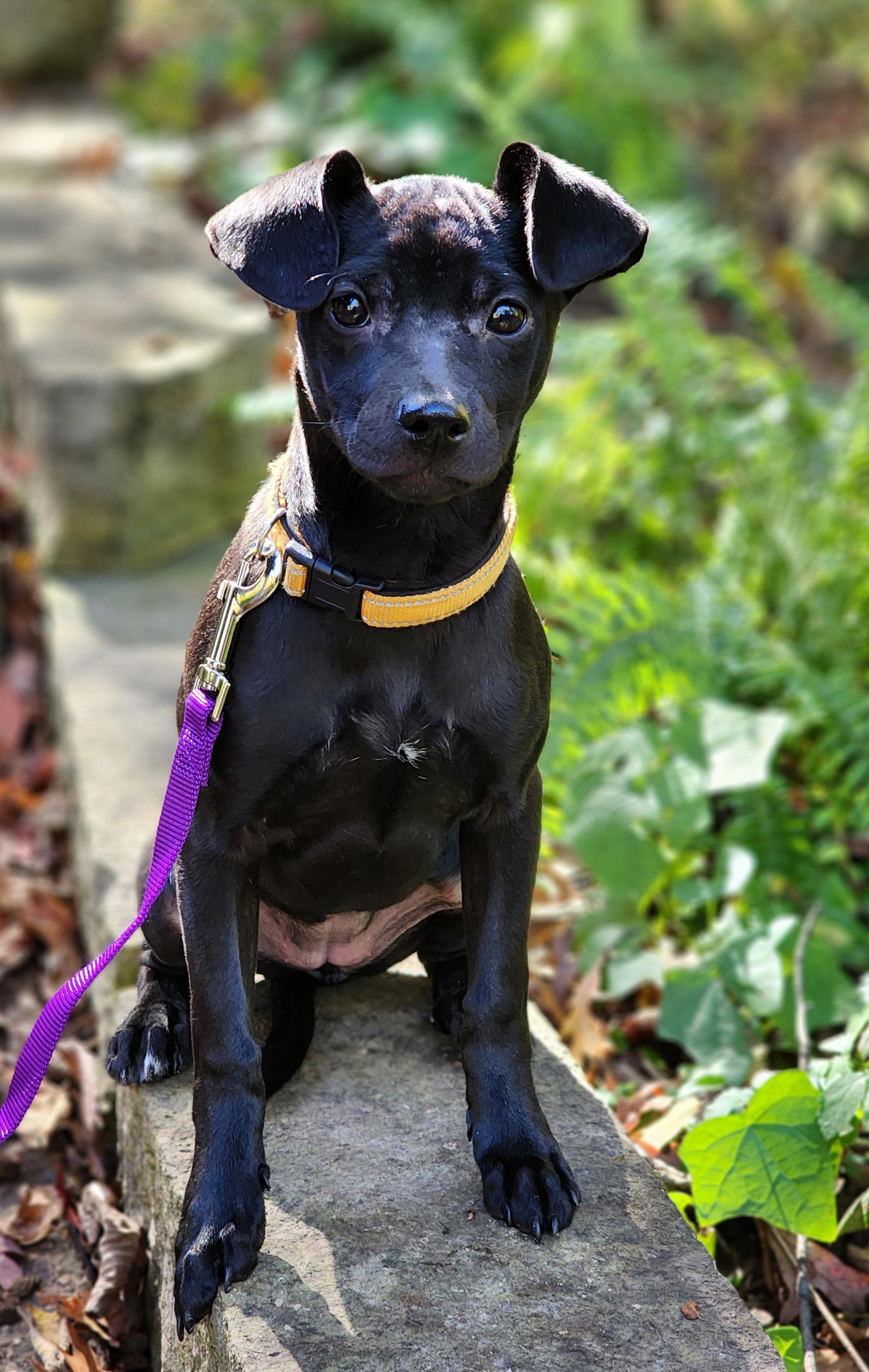 Willa, a Adoptable mixed breed in Lisbon, IA image 5/6