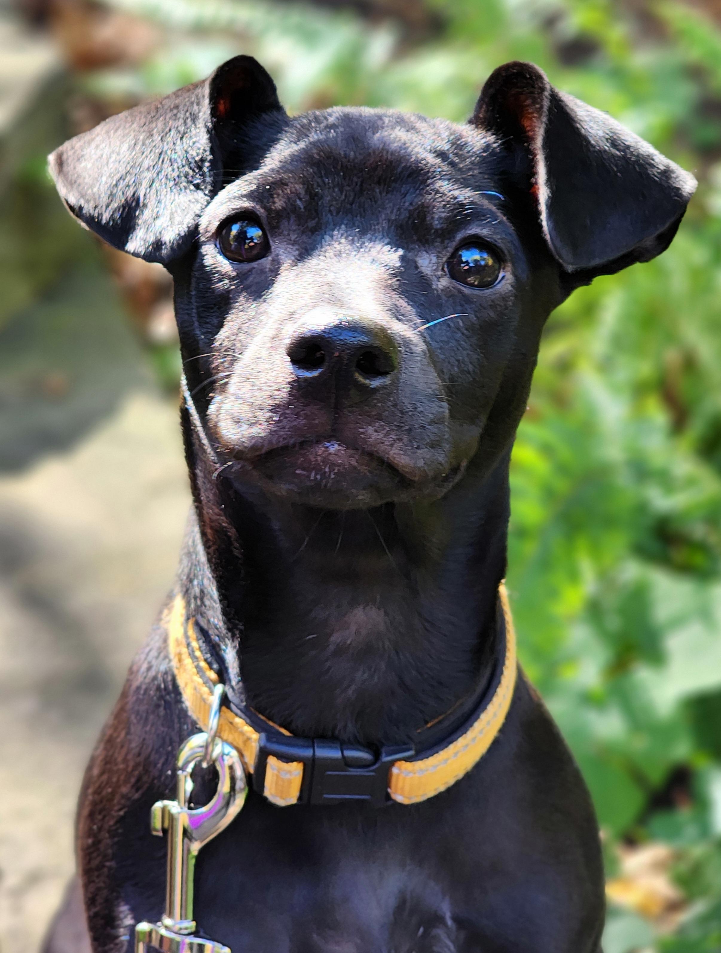 Willa, a Adoptable mixed breed in Lisbon, IA image 6/6