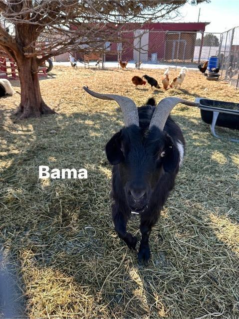 Bama, a Adoptable Goat in Eagle Mountain, UT image 1/4